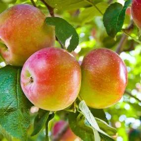 Apple tree Beauty of Bath (Malus domestica) Img 1